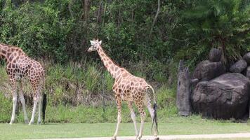 Giraffes and a zebra interact and graze peacefully video