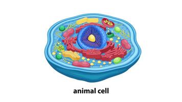 Visualizes animal cell components and DNA structure video