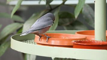 Bird feeding on a platform in Melbourne video