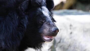 Bear observed in natural habitat at the zoo video