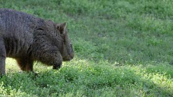 A wombat walking through a grassy area video