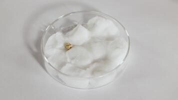 A scientist places seeds in a petri dish with cotton wool, demonstrating a controlled growth experiment under bright lighting video