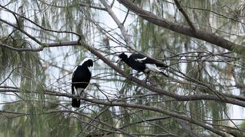 Two Australian magpies interact on tree branches in Coffs Harbour, NSW. Natural lighting highlights their black and white plumage video
