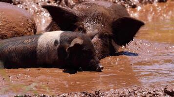 Pig wallows happily in a muddy puddle. video