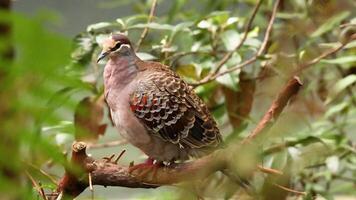 Bird perched on branch in natural habitat video