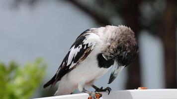 Bird eating and observing surroundings on railing video