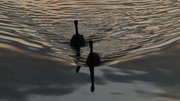 Two swans swim together at sunset, creating ripples. video