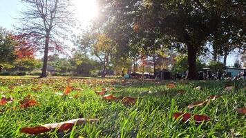 Falling leaves in a sunny park video