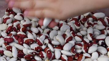 Raw spotted kidney beans pouring and scattering from kid hands. Toddler hands playing with bean seeds. Sensory game for children. Preschool education of fine motor skills using natural ingredients video