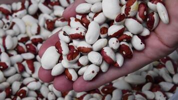 Female hand holding and dropping down grains of kidney beans. Organic food background of ripe beans video