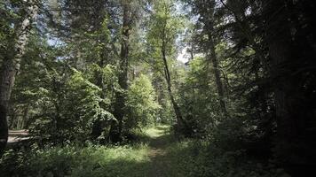 Sunlight filtering through dense green forest pathway video