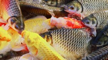 colorful koi and freshwater fish crowding for food in a pond, aquaculture, koi fish swimming gracefully in a pond, koi fish, carp, closed-up view, symbol of life, relaxation, spa-related visuals video