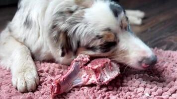 A Aussie Australian Shepherd dog in blue marble color and different eye color nibbles on a meat bone on pink. Close up v video