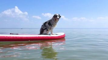 Watersport activity Aussie Australian Shepherd dog in blue marble color sits, floats glove SUP board in sea video