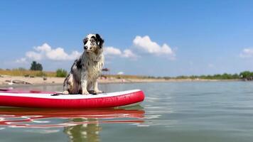 Watersport activity Aussie Australian Shepherd dog in blue marble color sits, floats glove SUP board horizontal footage video