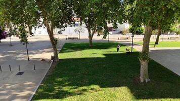 A sunny park filled with families enjoying nature and engaging in outdoor activities video