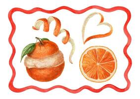 Watercolor oranges and citrus peels vector