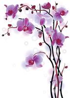 Purple orchids with elegant design vector