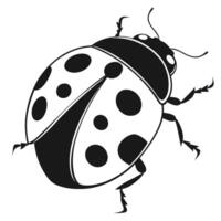 LadyBlack and White Ladybug Outline Drawingbug Outline Drawing vector