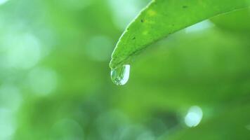 Water drop, Clear water droplet hanging from green leaf tip, symbolizing freshness, hydration, and natural beauty in the morning light video