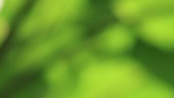 soft blur green bokeh background with natural tone. perfect for design backdrop, conveying calmness, freshness, relaxation, and nature concept. gradient green smooth for background video
