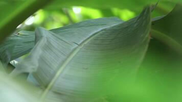 Blurred banana leaves with natural bokeh light. perfect as a banana garden background for fresh, relaxing, natural, and eco-friendly concepts video
