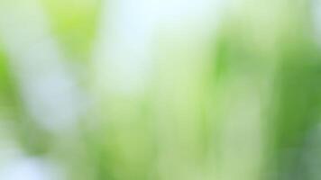 soft blurred green bokeh background with natural tone. perfect for design backdrop, conveying calmness, freshness, relaxation, and nature concept. gradient green smooth for background. video
