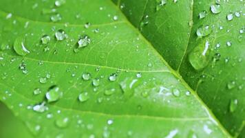 Clear water droplets scattered on green leaf surface, representing freshness, moisture, and natural beauty in close-up view. Perfect for eco themes video