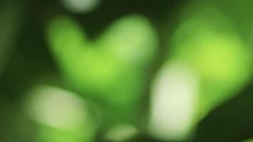 soft blurred green bokeh background, with natural tone. perfect for design backdrop, conveying calmness, freshness, relaxation, and nature concept. gradient green smooth for background video