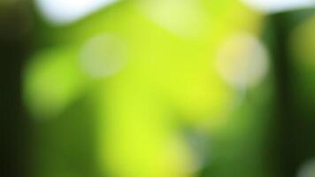 soft blurred green bokeh background with natural tone. perfect for design backdrop, conveying calmness, freshness, relaxation, and nature concept. gradient green smooth for background video