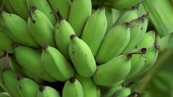 banana bunch in natural banana garden background, green banana is a tropical fruit video
