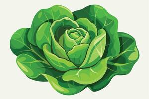 Lush Green Cabbage A Vibrant, Freshly Harvested Head of Cabbage Against a White Background, Evoking Feelings of Health and Natural Goodness vector