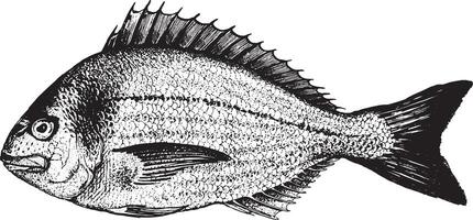 Dorado, fish collection. Healthy lifestyle, delicious food. Hand-drawn images, black and white graphics. vector