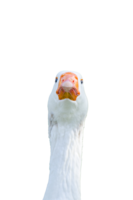 Front view White goose head with orange month on Transparent Background. png