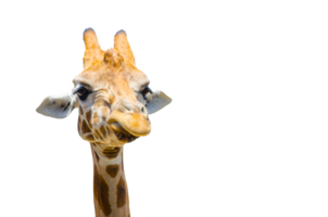 Cute giraffe with grumpy face in close-up, a large African hoofed mammal png