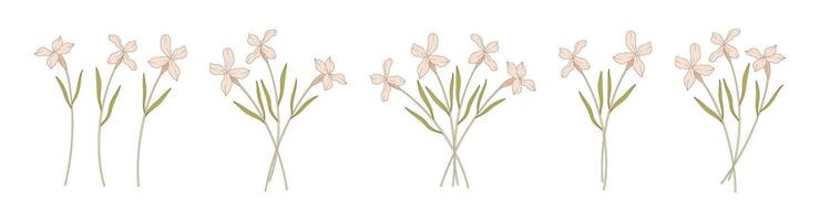 Bright set of matthiola bouquets. Bunches of blooming wildflowers, perennial wild plants. Botanical hand drawn elements for design projects, illustration vector