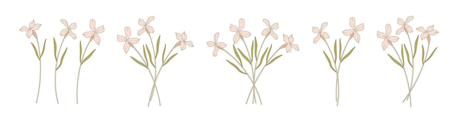 Bright set of matthiola bouquets. Bunches of blooming wildflowers, perennial wild plants. Botanical hand drawn elements for design projects, illustration