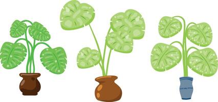 Green indoor plants in colorful pots. Flat cartoon illustration. vector