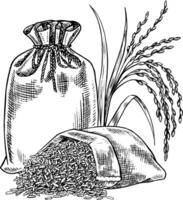 Burlap bags of rice and rice stalks next to them. Black and white graphics, illustrations. Design element for menus, recipes, and cookbooks. For banners, flyers, packaging, labels, and more. vector