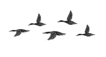 Hand drawn doodle sketch black flock of flying duck isolated on white vector