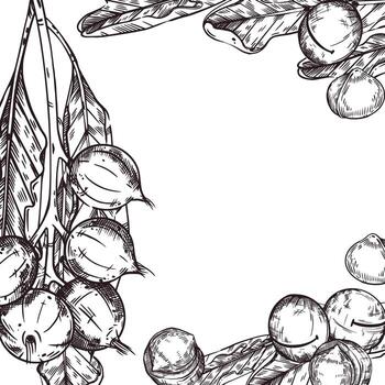 Macadamia nuts frame, nuts on a branch, macadamia tree leaves, peeled nuts. All objects are hand-drawn with ink. Illustration for printing on the packaging of goods, products, cosmetics vector