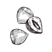 Hazelnut, whole hazelnut and half hazelnut. illustration hand-drawn with ink. For printing on the packaging of products with nuts, cosmetics, tableware and kitchen textiles vector
