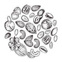 Round composition of macadamia nuts, pecans, walnuts, cashews, almonds, peanuts, hazelnuts. All objects are hand-drawn in . For printing on food packaging, paper, fabric vector