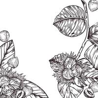 frame of hazelnuts, hazelnuts, hazelnut branch with leaves, nuts in the shell and cracked nuts. All objects are hand-drawn with ink. For printing on food packaging, cosmetics, labels vector