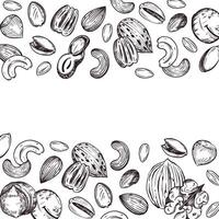 Nuts, peanuts, pecans, cashews, pistachios, hazelnuts. frame from Nuts, all objects are hand-drawn in . The illustration is suitable for printing on product packaging, on paper and fabric vector
