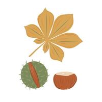 Horse chestnut elements set. Autumn yellow leaf, mature brown conker and cracked green hask. Falling season. Isolated illustration. vector