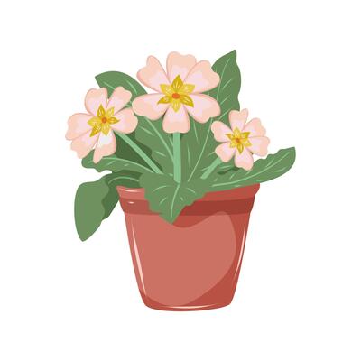 Primrose with beige and light pink petals. Houseplant in flower pot. Decoration for home, office, flower shop. Isolated illustration on white background.