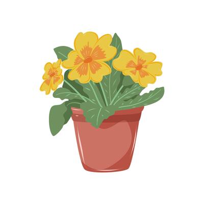 Primrose with yellow and orange petals. Houseplant in flower pot. Decoration for home, office, flower shop. Isolated illustration on white background.