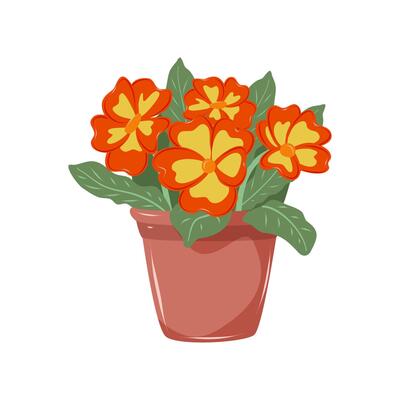 Primrose with scarlet and yellow petals. Houseplant in flower pot. Decoration for home, office, flower shop. Isolated illustration on white background.