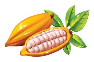 Fresh cocoa pods, one whole and one split open revealing the beans inside. Essential for chocolate production. Cartoon illustration vector